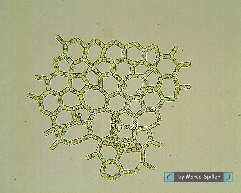 Hydrodictyon reticulatum: la rete